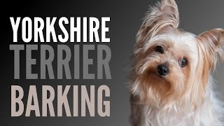 Yorkshire Terrier Barking Sounds To Make Your Dog REACT [upl. by Pfeffer102]