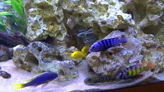 Introducing a synodontis njassae catfish in a african cichlid tank [upl. by Eignat]