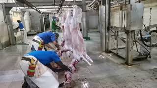 Lamb skinning in Arabia [upl. by Laurence]