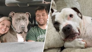 120pound dog has the best response to family bringing home a shelter dog [upl. by Dieterich]