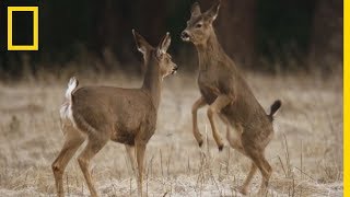 La faune sauvage du Yosémite [upl. by Gerhardine]