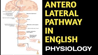 Anterolateral Pathway in English anterolateralpathway spinothalamictractscns DoctorsCorner [upl. by Ahsilrak]