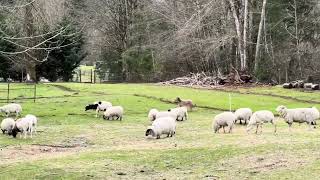 25 month old Briard working the graze [upl. by Aihsiyt]