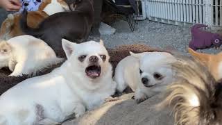 You won’t believe the sounds of angry Chihuahuas [upl. by Nelyahs483]