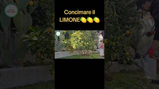 Come Concimare i limoni [upl. by Anaibib]