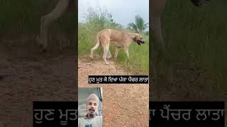 Lata Pakka Penchar 😂😂 video fun comedy funnyvideos viralvideo comedyvideos [upl. by Merola]