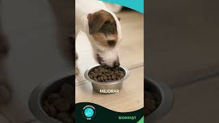 ¿Problemas Digestivos en tu Perro 🐾 Conoce Bonnat Veterinary Diet Canine Gastrointestinal [upl. by Assina]