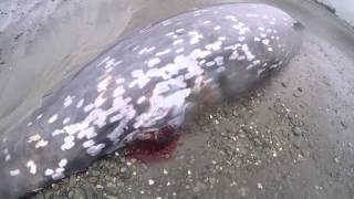 Cuviers Beaked Whale [upl. by Ruttger672]