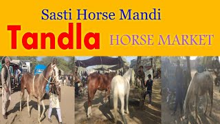 Tandla Mandi Faisalabad   PANJAB HORSE MARKET  NEW VIDEO [upl. by Hanikas603]