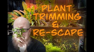 Planted Tank Trimming and Rescape [upl. by Eiryt]