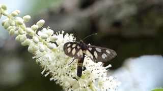 Whitespotted Moth Nectaring カノコガ（蛾）がリョウブに訪花吸蜜 [upl. by Christye]