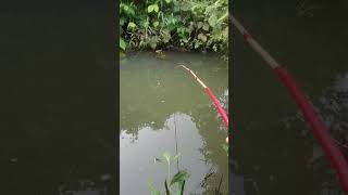 New fishing Fishing with Normfishingshortsreelsfishing video [upl. by Ahsienek934]