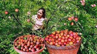 Harvest Plums Red Garden goes to the market sell  Cooking Garden Farm  Hanna Daily Life [upl. by Him]