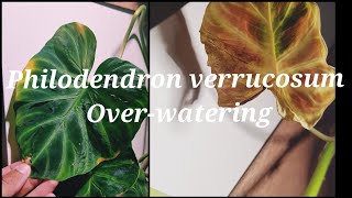 Philodendron verrucosum Leaf Yellowing and Browning Over Watering or Under Watering [upl. by Graaf17]