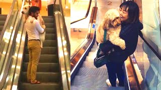 Dog Owners Carrying Their Cute Dogs On Escalators  Scared Dogs [upl. by Aneleairam]