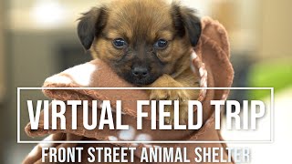 Virtual field trip to our animal shelter [upl. by Flip741]