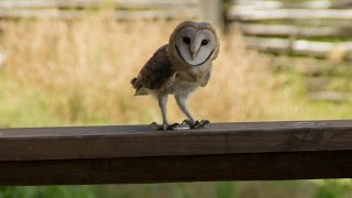 Barn Owl screeching [upl. by Kostman465]