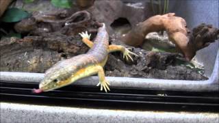 Berber Skinks [upl. by Derrik]