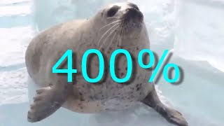 SEALS SLAPPING THEIR BELLIES BUT ITS SPED UP [upl. by Rajiv]