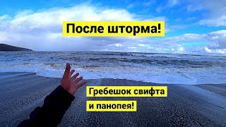 После шторма Гребешок Свифта и панопея [upl. by Marylin]