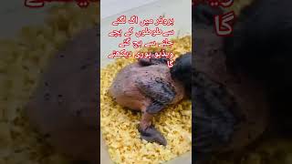 How To Save Parrot Chicks When Fire 🔥 In The Brooder birds parrot [upl. by Neehcas]