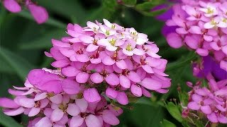 Iberis Umbellata Globe Candytuft Flowers [upl. by Perot]