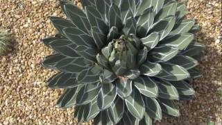 Agave Victoria Regina variegated  Flowering [upl. by Chap556]