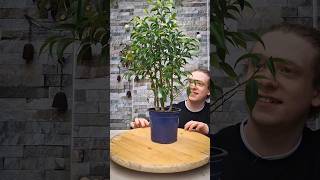 Pruning A Ficus Benjamina Bonsai [upl. by Wildermuth]