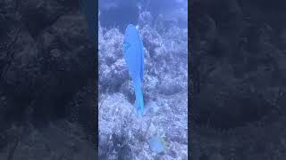 Beautiful parrot fish I saw while scuba diving Key Largo FL French Reef [upl. by Pros]