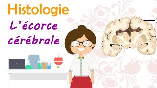 Histologie  lécorce cérébrale  histologie du cerveau  cours de 2 ème année médecine [upl. by Octavie]