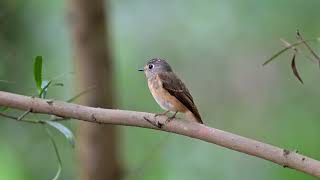 Ferruginous Flycatcher at Singapore Botanic Gardens Nov 15 2024 [upl. by Tik]