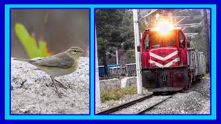 Söğüt Bülbülü Willow Warbler Bilimsel Adı Phylloscopus trochilus➕ DE24317 Nolu Loko Kömür Treni [upl. by Drummond593]