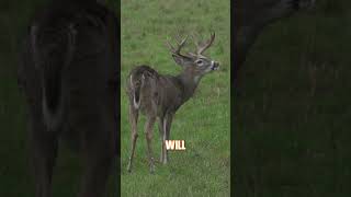 What is this whitetail behavior deer deerhunting [upl. by Laurence559]