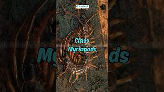 Class Myriapod  Living Organisms  Classification  IGCSE Biology  Cambridge Biology igcsebiology [upl. by Port]