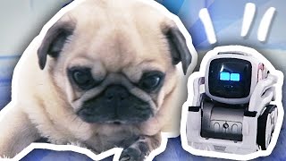 COZMO THE ROBOT MEETS THE PUGS [upl. by Marilla989]