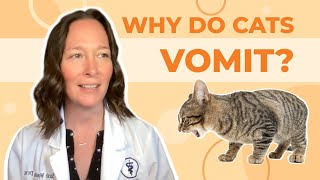 Why Do Cats Vomit A Vet Explains How to Help [upl. by Nylrehs93]