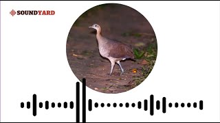 Solitary Tinamou Sound  Solitary Tinamou Call  Solitary Tinamou Song  Brown Tinamou Calling [upl. by Guglielmo553]