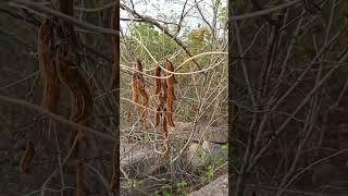 केवांच।कौंच। kewach kaunchMucuna pruriens medicinal plants junglee medicine shorts [upl. by Euqirdor278]