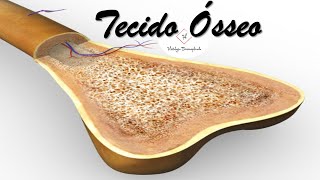 Tecido Ósseo [upl. by Nagiem]