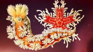 Incredible Life Forms by Ernst Haeckel COLORING BOOK TRAILER [upl. by Eardnoed378]