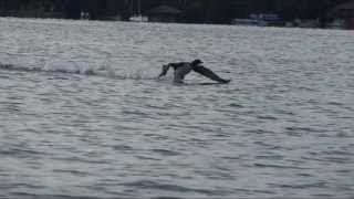 Adirondack Loon Takeoff from Water with Slow Motion [upl. by Descombes]