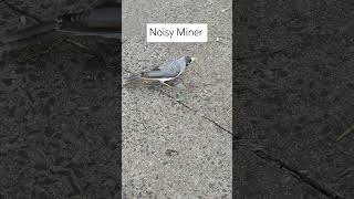 Noisy Miner Enjoys a Delicious Feast A CloseUp Encounter [upl. by Eustacia545]