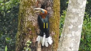 Rufous Necked Horn Bill [upl. by Frederic]