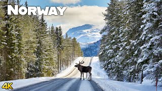 Experience the Beautiful Norwegian Winter Nature 4K [upl. by Nhguaved]