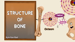 Structure of Bone  Lamellar Bone  Compact and Cancellous Bone  Bone Histology [upl. by Yddur]