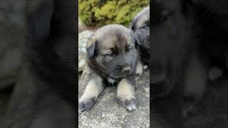 So Cute Norwegian Elkhound Puppies [upl. by Friedrich643]