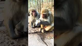 Monkey  Bandar Eating Chips [upl. by Gisela]