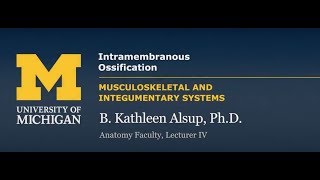 Skeletal System Intramembranous Ossification [upl. by Hanshaw]