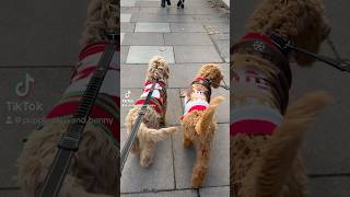 Goldendoodle and Labradoodle puppy Runway walk [upl. by Durrej]