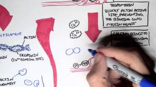 Myology  Skeletal Muscle Sarcomere Myosin and Actin [upl. by Loreen]